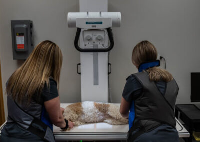 Veterinary Treatment